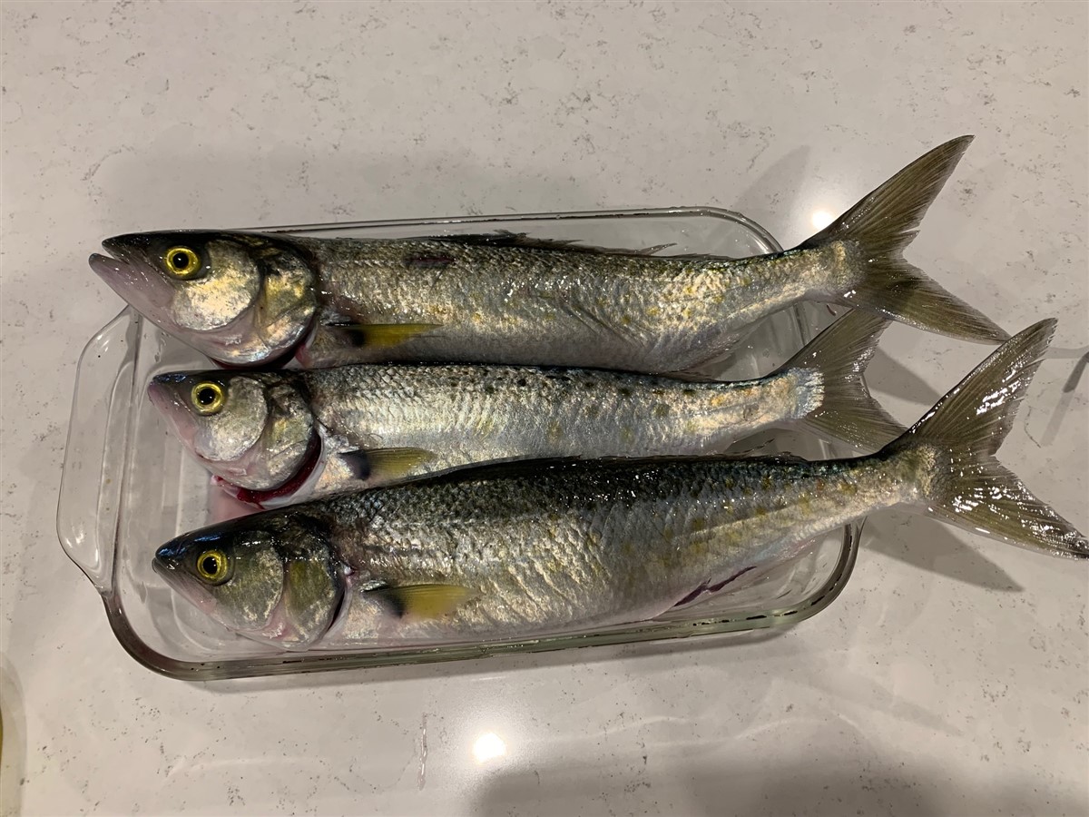 John Turner - Three Salmon Caught off Beach Opposit Club House August 7 2021.jpg